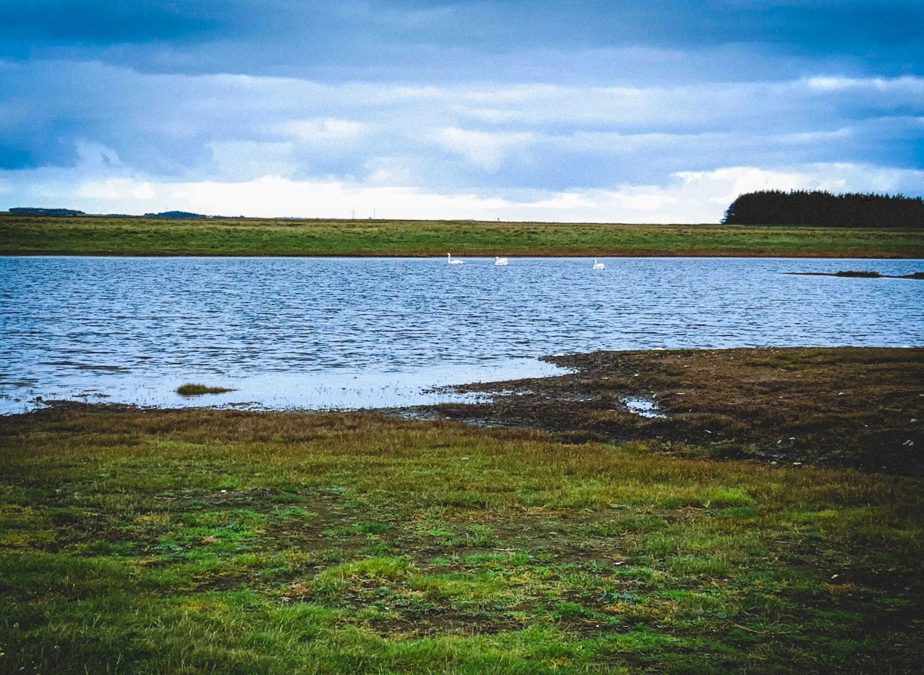 Fjord, grønne enge og svaner ved Gjellerodde i Lemvig Kommune
